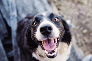 Como cuidar dos dentes do meu pet?