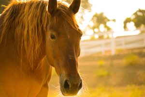 Qual a finalidade de clembuterol termogênico para cavalos?
