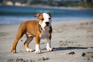 Quanto Custa um Filhote de American Staffordshire Terrier: Descubra o Investimento para Ter um Novo Companheiro