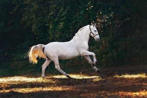 Clembuterol Termogênico Lavizoo: como usar em cavalos?